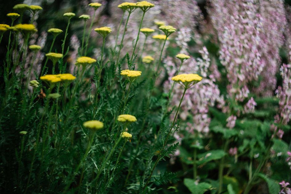 May Garden Design: Height and Color Without Crowding