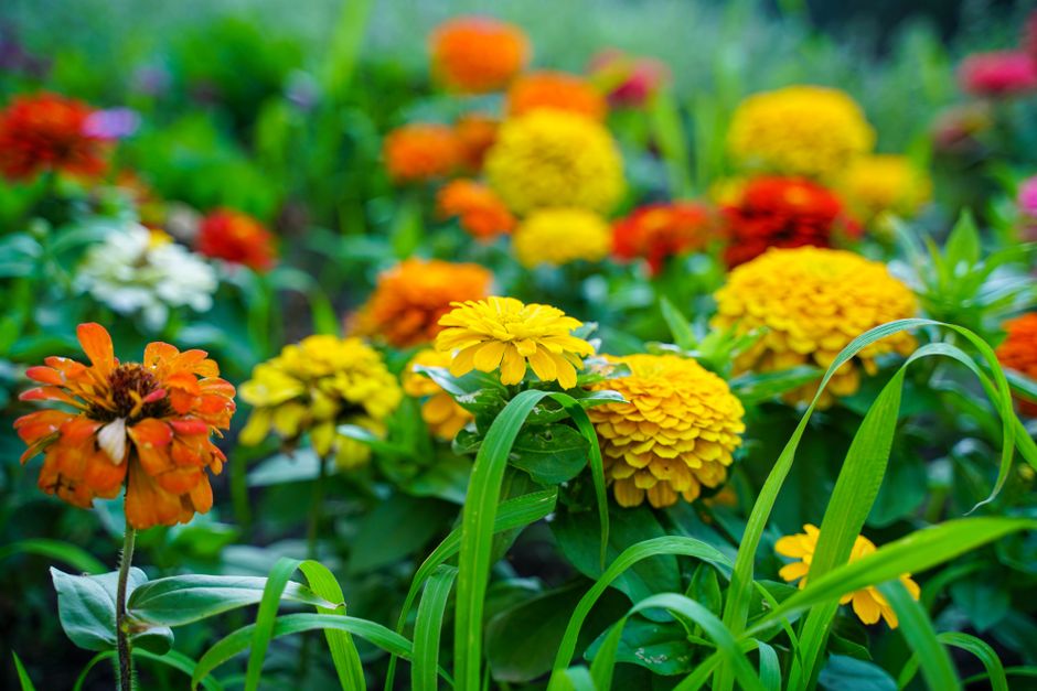 A colorful array of blooming marigolds in a vibrant garden setting.