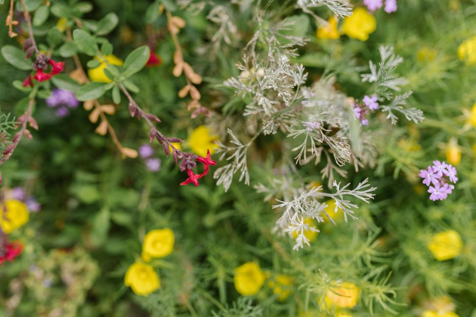 A colorful assortment of wildflowers including red, yellow, and purple blooms.