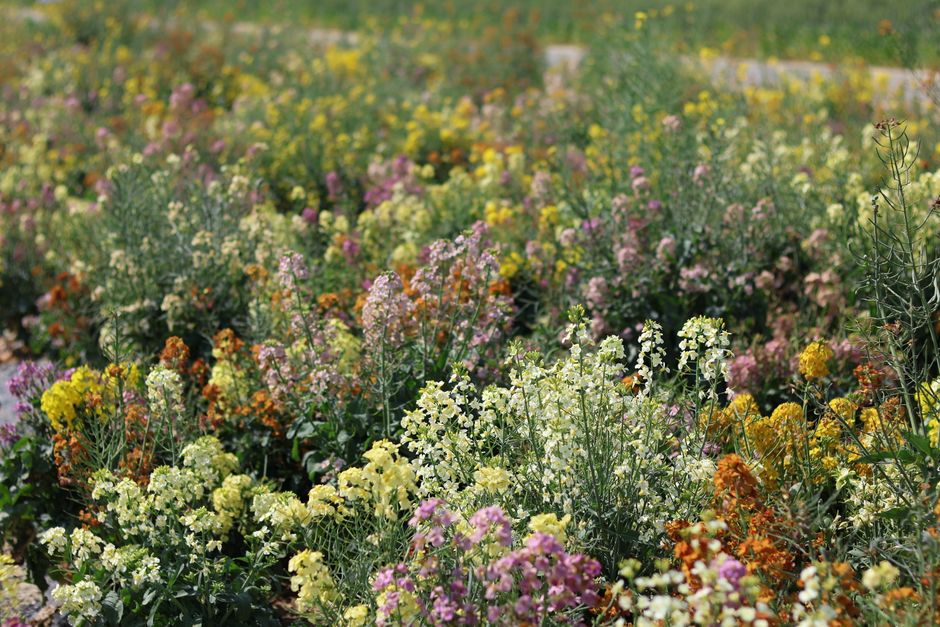 Early Summer Border Gaps That Look Intentional
