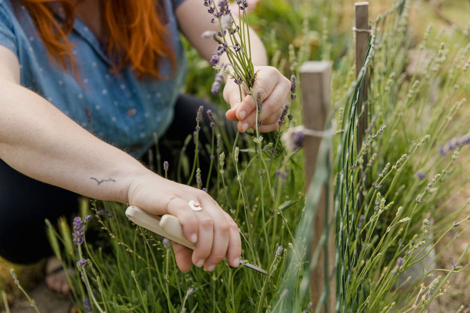 A gardener with tattoo trims lavender stems in an outdoor garden, showcasing detailed hand
