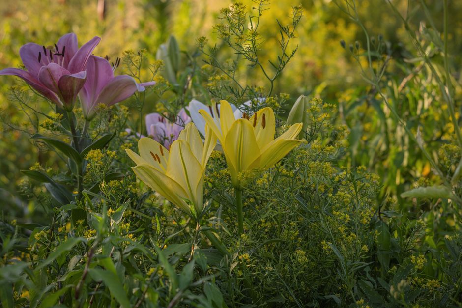 Staking Tall Perennials Before Storms: What Works