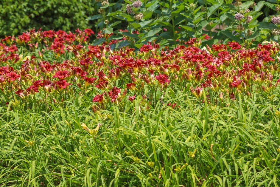A vibrant display of red daylilies blooming in a lush summer garden.
