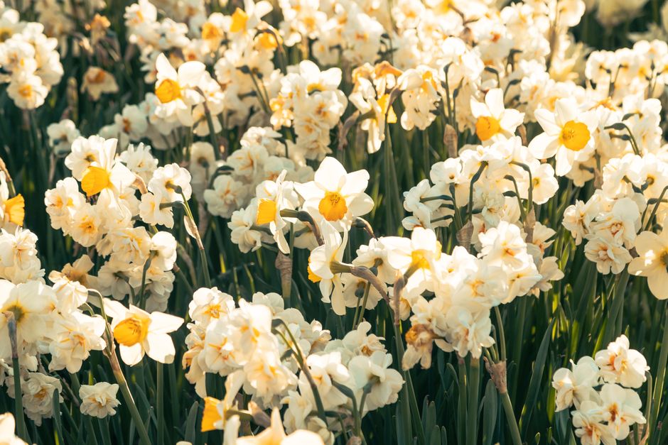 A vibrant garden filled with blooming daffodils under the spring sun, creating a lively an