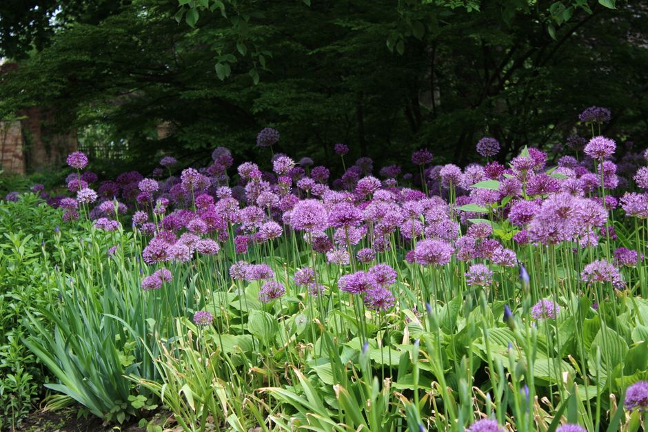 Beautiful field of purple allium flowers blooming in a lush garden setting under natural d