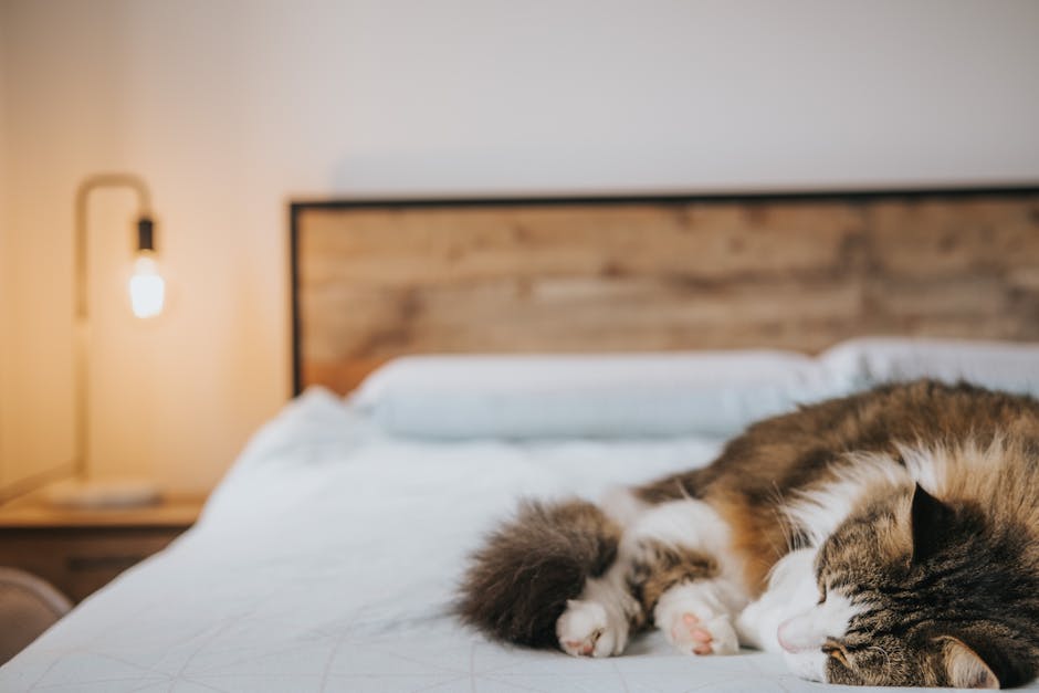 Cute fluffy cat with closed eyes sleeping on cozy bed near shiny light bulb in house