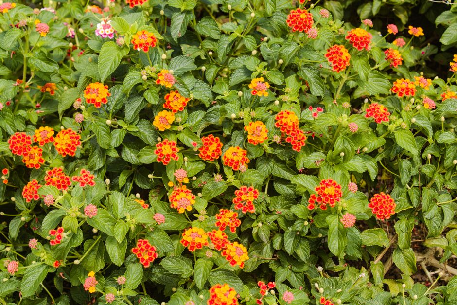 Deadheading Strategy for Continuous Summer Color