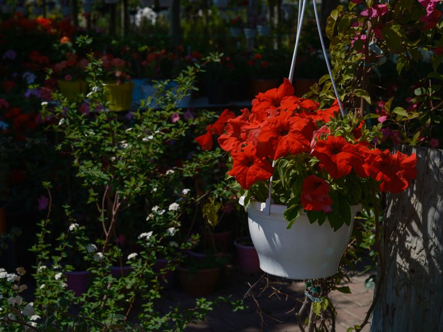 Edible Flowers to Sow in April for Summer Salads