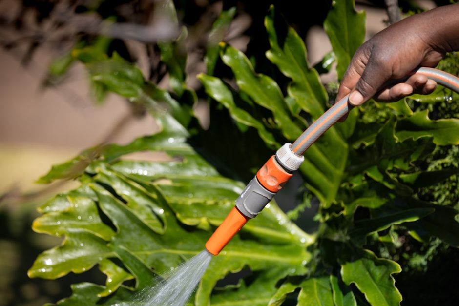 Close-up of a person using a garden hose to water green tropical plants. Vibrant and refre
