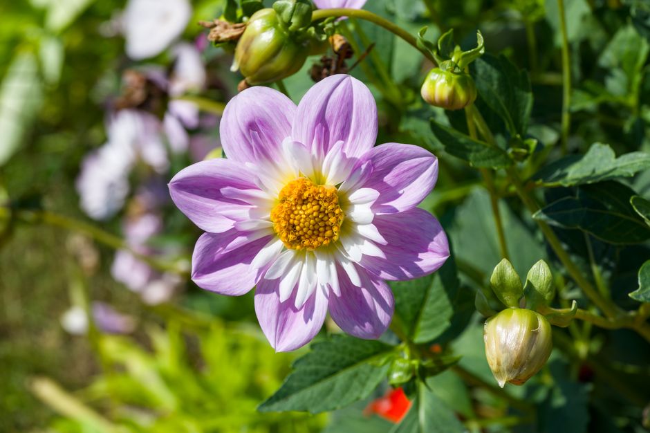 Close-up of a vibrant purple and white dahlia flower in a sunlit outdoor garden.