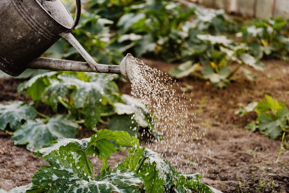 5 June Watering Routines That Save Dry Borders