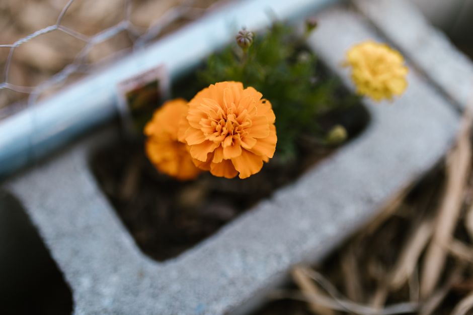 Close-up of bright orange marigold flower in concrete planter, symbolizing urban gardening