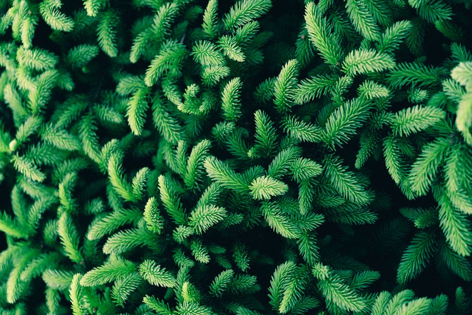 Close-up of vibrant green conifer foliage creating a lush natural texture.