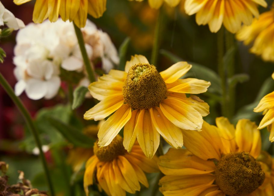 Close-up of vibrant yellow flowers in a garden with lush green leaves, capturing nature's 