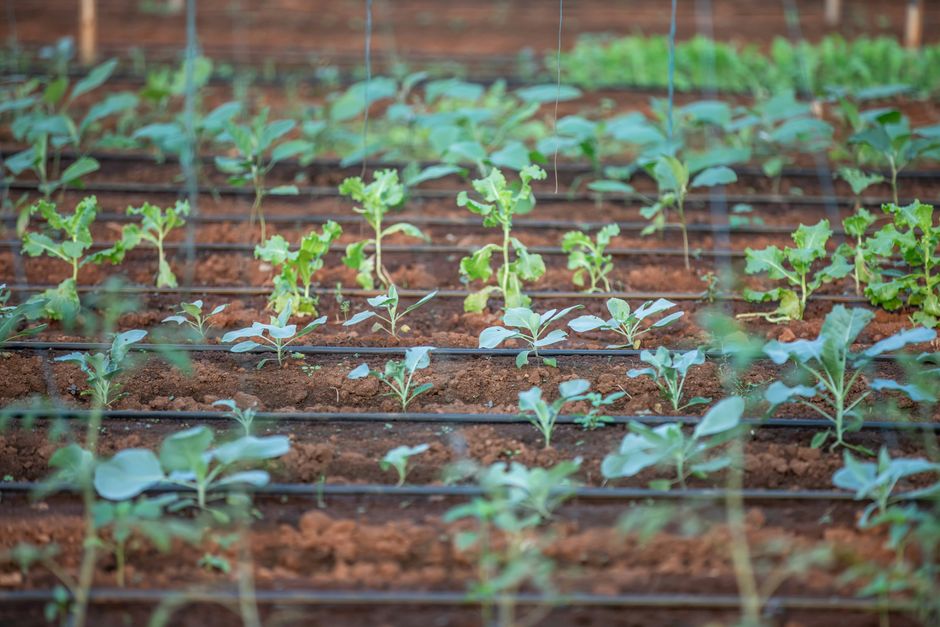 Close-up of young plants in a garden with irrigation system.