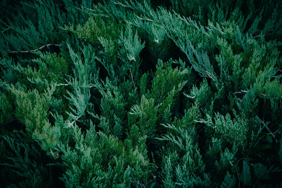 Close-up view of a vibrant juniper bush with detailed evergreen foliage.