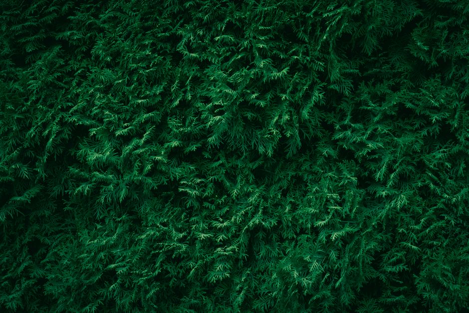 Close-up view of lush green thuja conifer foliage, showcasing natural texture and pattern.