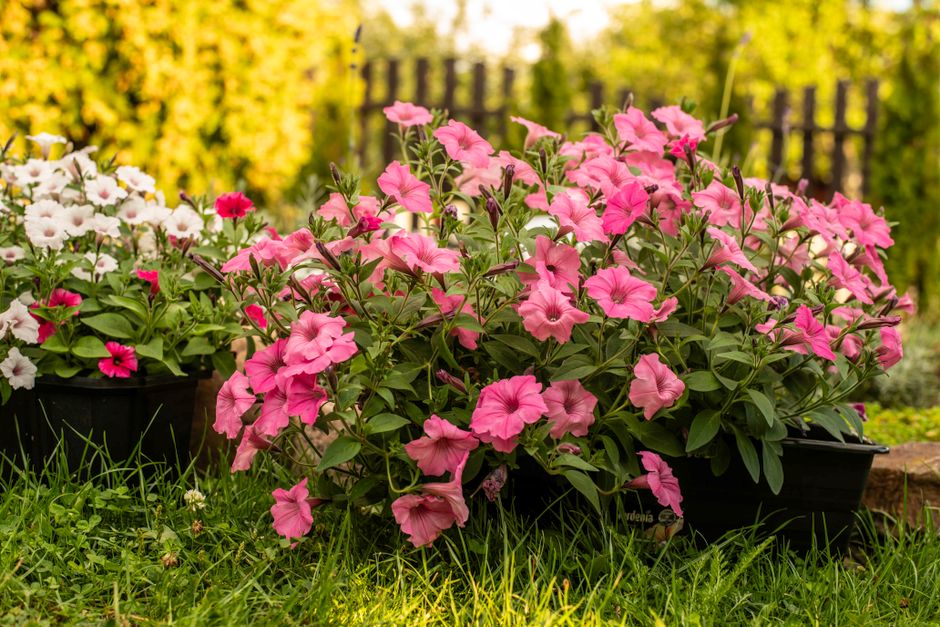 Colorful petunias in full bloom under bright sunlight in a tranquil garden setting.