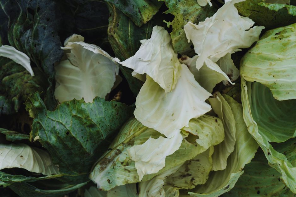 Detailed photograph of fresh green cabbage leaves in various shades.