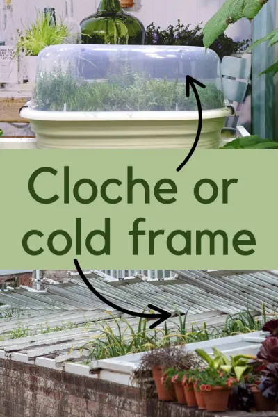 Greenhouse gardening – how to get more flowers for longer