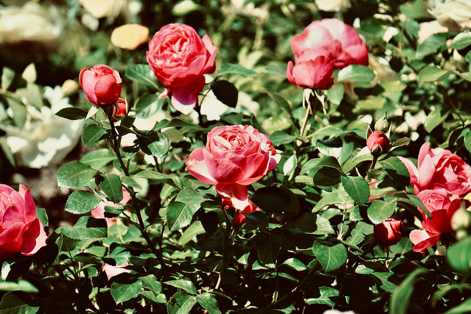 Stunning red roses in full bloom surrounded by lush green leaves, capturing the essence of summer beauty.