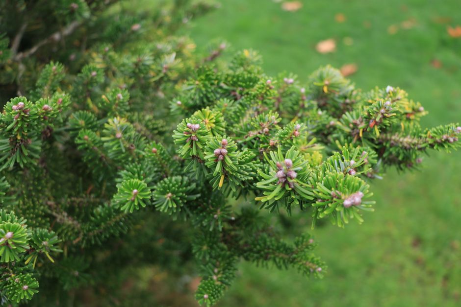 Winter Border Structure In January: Winter Border Structure 2026: RHS January Plan