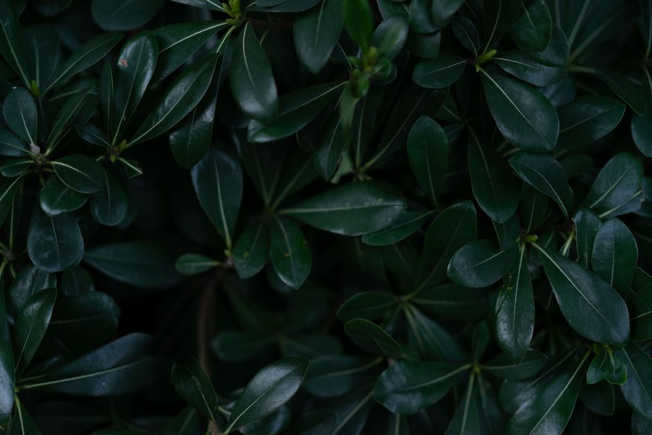 Evergreen Edging Plants For Frost: Evergreen Edging Plants That Hold a Border Line Through Frost