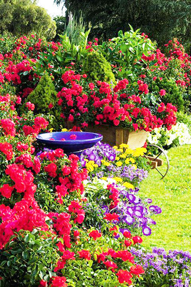 Why your soil is the key to a beautiful garden