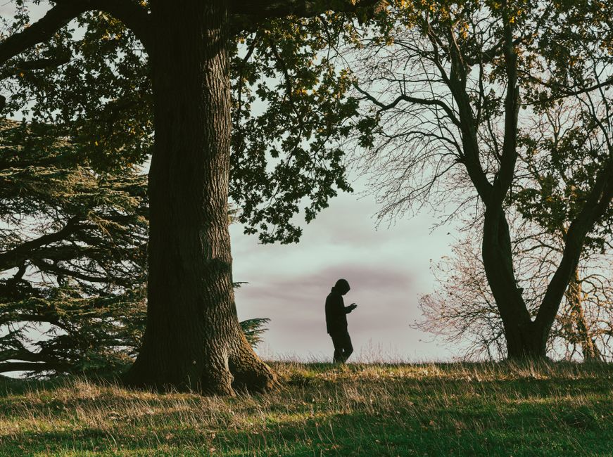 A lone person walks through a tranquil forest with towering trees at dusk, creating a serene atmosphere.