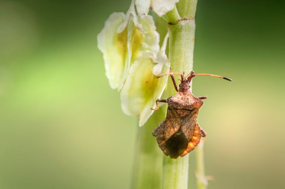 Macro shot of a Coreus marginatus insect on a green plant stem.
