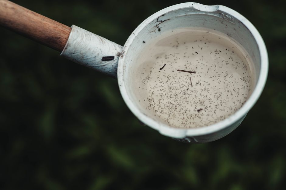 Close-up view of mosquito larvae in a scoop of water, highlighting potential breeding site.