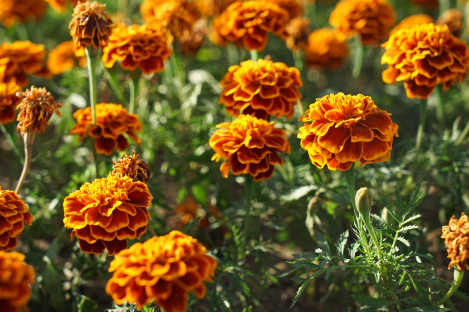 Field of vibrant marigold flowers in bloom under the summer sun in Antalya, Türkiye.