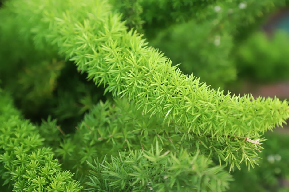 Macro shot of lush green Asparagus Fern leaves showcasing their intricate texture and vibrant color.