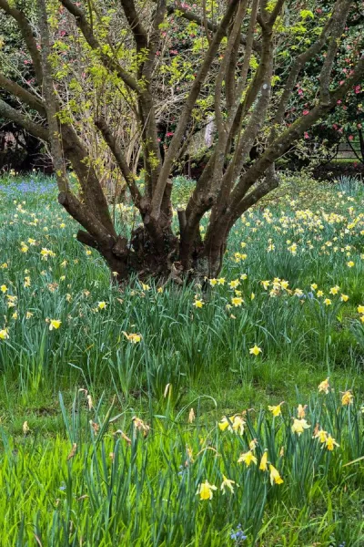How to grow daffodils for years of beautiful spring flowers
