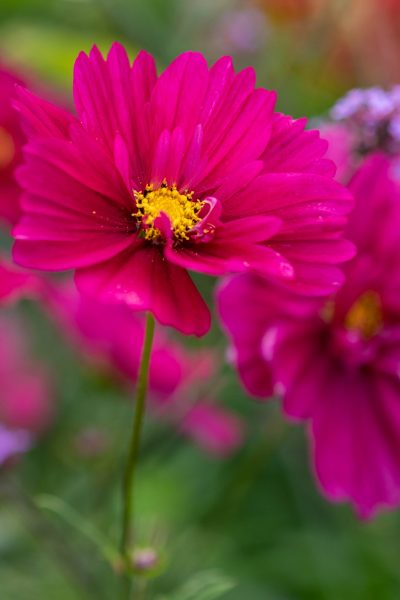 5 resilient flowers that will thrive in the most difficult summers