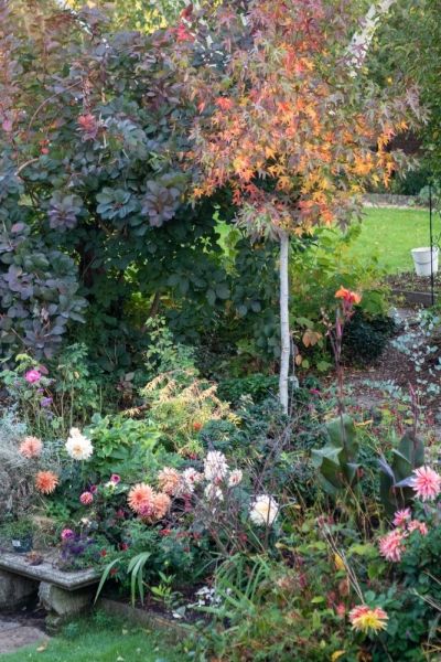Better autumn colours in your garden – the three things you need to know