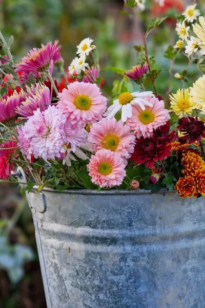 How to grow chrysanthemums for magical late season colour