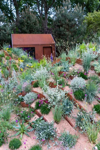 Woodland Is In! RHS Chelsea 2025 Garden Ideas You Can Use