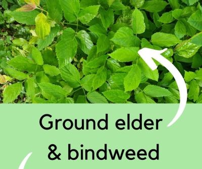 Early summer garden tips