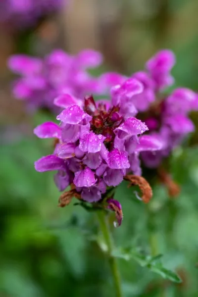 5 top perennials you may not have thought of
