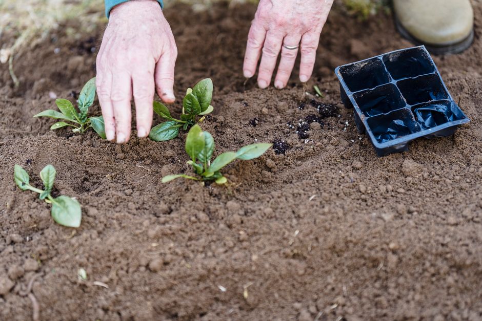 From above of crop anonymous farmer with green seedlings planted into soil from box