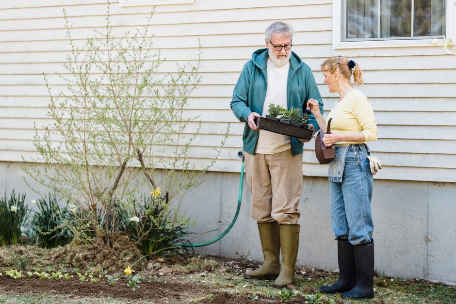 Full length of senior male showing box with seedlings to wife while standing near wooden h