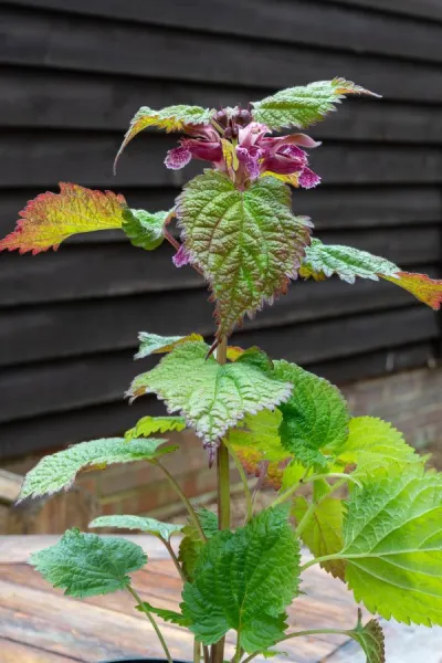 7 beautiful border plants to plant in spring (plus planting tips!)