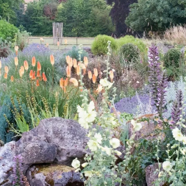 The rock garden is back – and it’s drought tolerant and low maintenance