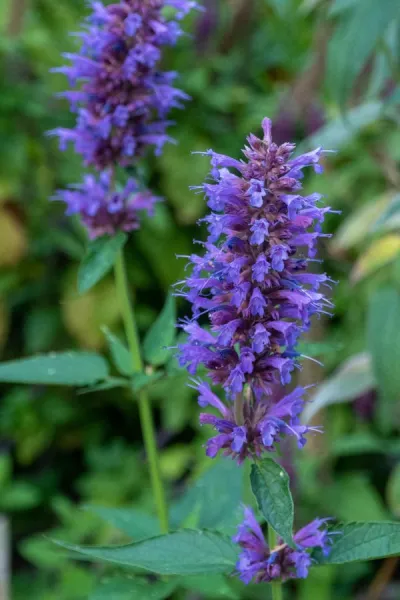 18 long flowering plants that bloom from summer until the first frost