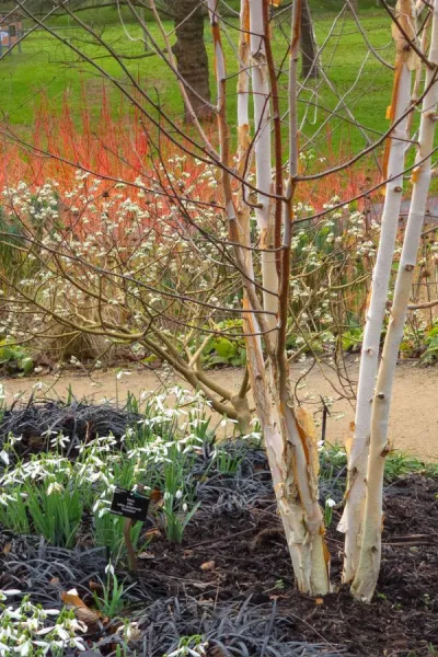 Brilliant plants for vibrant winter colour and scent