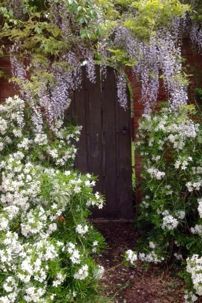 12 top scented plants for a year-round fragrant garden to lift or calm your mood