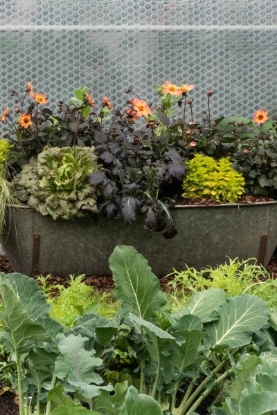 What you need to know about edible flowers