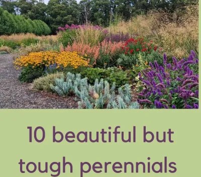 10 beautiful but tough perennials for too wet and too dry summers