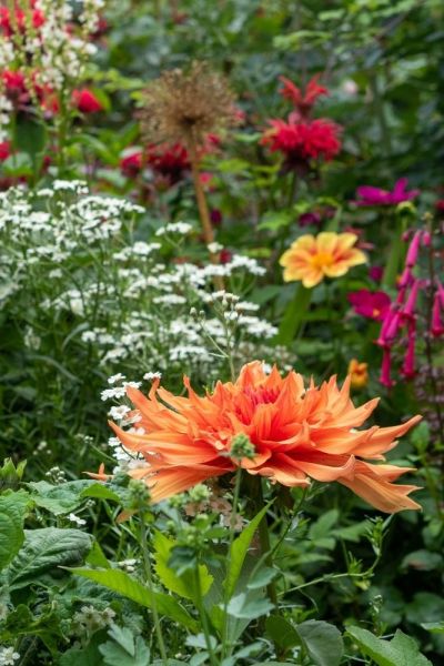 How to tweak your summer flower colour to perfection